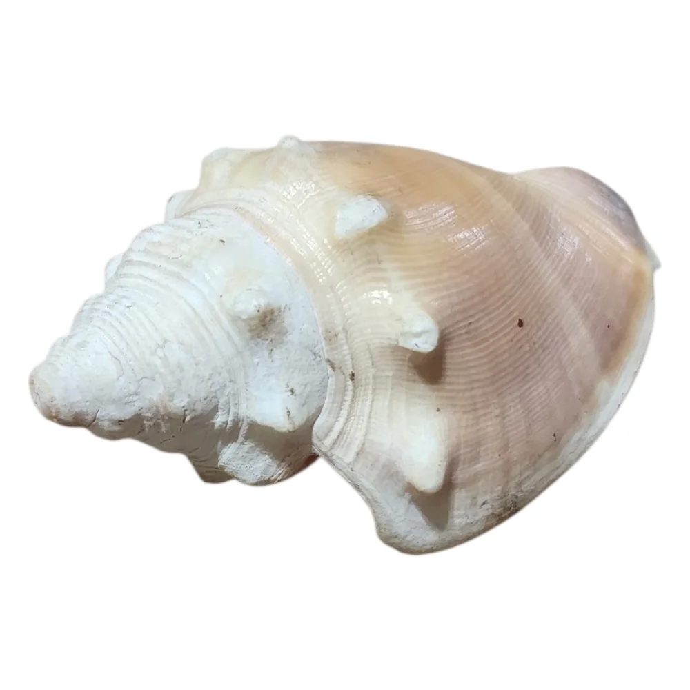 Assorted Shells - Picture 2 of 7